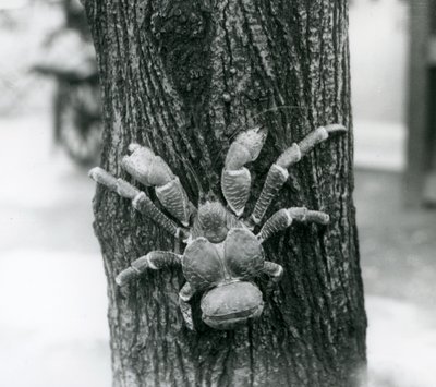 爬树的CoconutRobber螃蟹，伦敦动物园，1927年 作者 弗雷德里克·威廉·邦德