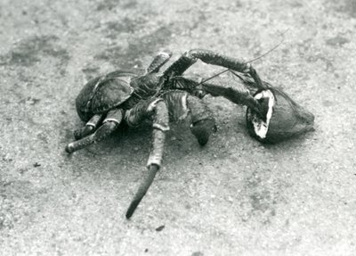 椰子，或强盗蟹，以椰子为食，伦敦动物园，1927年7月 作者 弗雷德里克·威廉·邦德