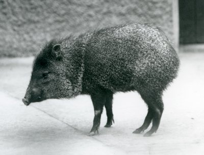 1927年伦敦动物园的一只带领的野猪 作者 弗雷德里克·威廉·邦德