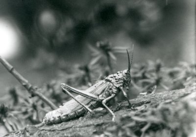 1927年5月伦敦动物园常见的乳草蝗虫 作者 弗雷德里克·威廉·邦德