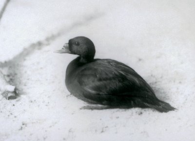 1925年在伦敦动物园的一个普通的Scoter 作者 弗雷德里克·威廉·邦德