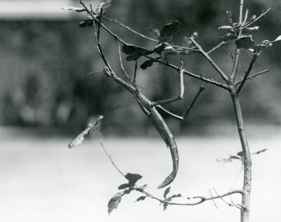 1923年在伦敦动物园的树枝上伪装的巨型棍子昆虫 作者 弗雷德里克·威廉·邦德