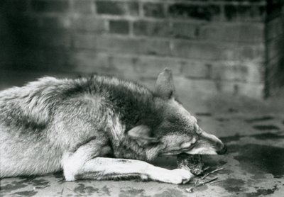 1927年，一只GreyTimber狼躺在伦敦动物园吃饭 作者 弗雷德里克·威廉·邦德