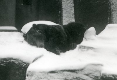 一只灰熊睡在雪地里，伦敦动物园，1924年 作者 弗雷德里克·威廉·邦德