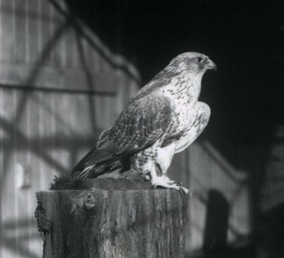 基于日志的Gyrfalcon，伦敦动物园，1925年12月 作者 弗雷德里克·威廉·邦德