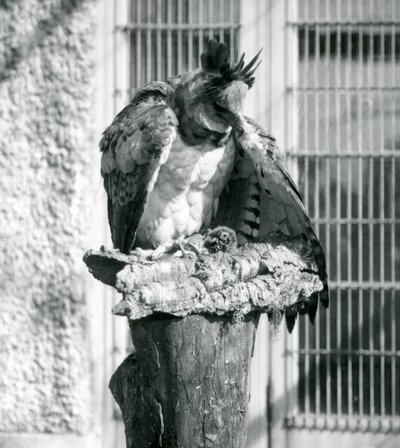 1914年4月在伦敦动物园的哈比鹰 作者 弗雷德里克·威廉·邦德