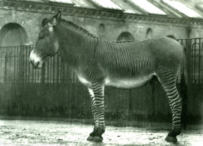 1924年伦敦动物园内的混合斑马（bw photo） 作者 弗雷德里克·威廉·邦德