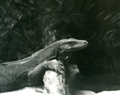 科莫多龙监视器于1927年6月在伦敦动物园的脖子和前腿上休息 作者 弗雷德里克·威廉·邦德