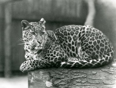 A Leopard resting on a log at London Zoo in 1929 (b/w photo) 作者 弗雷德里克·威廉·邦德