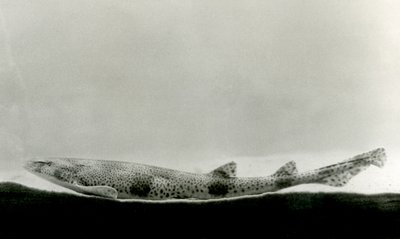 1924年伦敦动物园的小斑点狗 作者 弗雷德里克·威廉·邦德