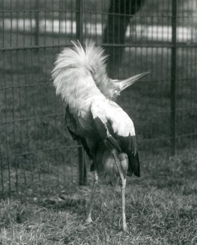 1925年7月在伦敦动物园进行上下展示的Maguari Stork 作者 弗雷德里克·威廉·邦德