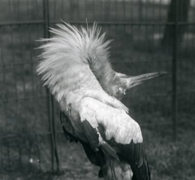 1925年7月在伦敦动物园进行上下展示的Maguari Stork 作者 弗雷德里克·威廉·邦德