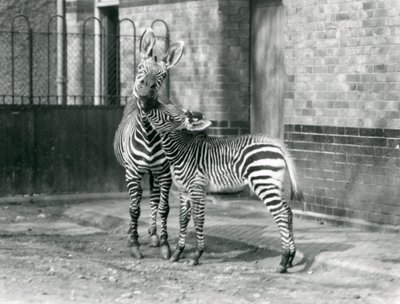 A Mountain Zebra and her foal at London Zoo in 1929 (b/w photo) 作者 弗雷德里克·威廉·邦德