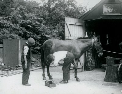 1924年，骡子在伦敦动物园穿着 作者 弗雷德里克·威廉·邦德