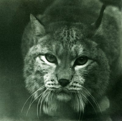 北方山猫，伦敦动物园，1925年2月 作者 弗雷德里克·威廉·邦德