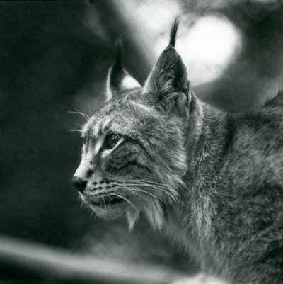 1925年7月在伦敦动物园的北方山猫 作者 弗雷德里克·威廉·邦德
