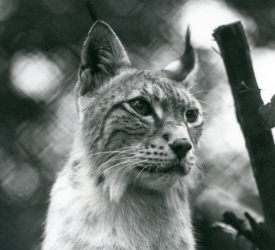 1925年7月在伦敦动物园的北方山猫 作者 弗雷德里克·威廉·邦德