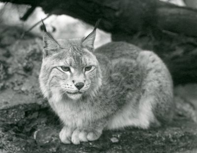 北方天猫座坐在岩石上，伦敦动物园，1925年10月 作者 弗雷德里克·威廉·邦德