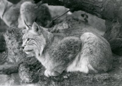 北方天猫座坐在岩石上，伦敦动物园，1925年10月 作者 弗雷德里克·威廉·邦德