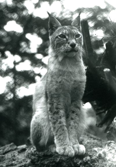1925年7月坐在伦敦动物园的北方山猫 作者 弗雷德里克·威廉·邦德