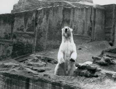 1928年9月，一只北极熊在伦敦动物园Mappin Terraces基地的围栏里坐起来（黑白照片）。 作者 弗雷德里克·威廉·邦德