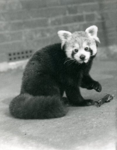 坐在伦敦动物园的一只红熊猫，1917年。 作者 弗雷德里克·威廉·邦德