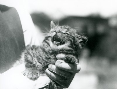 伦敦动物园，饲养员手中的一只苏格兰野猫小猫。 作者 弗雷德里克·威廉·邦德