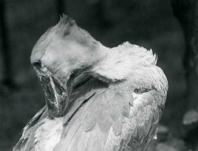 一只Shoebill在1926年在伦敦动物园打扮自己的羽毛 作者 弗雷德里克·威廉·邦德