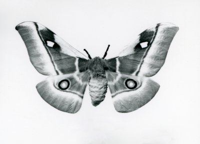 1930年之前，在伦敦动物园的Silkmoth，Bunaea caffraria 作者 弗雷德里克·威廉·邦德