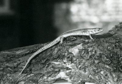 A Skink resting on a log at London Zoo in 1929 (b/w photo) 作者 弗雷德里克·威廉·邦德