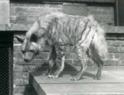 1925年6月在伦敦动物园的一个平台上站立的条纹Hyaena 作者 弗雷德里克·威廉·邦德