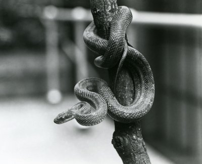 A Texas Rat Snake coiled around an almost vertical branch at London Zoo in August 1928 (b/w photo) 作者 弗雷德里克·威廉·邦德