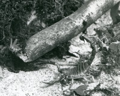 1928年伦敦动物园的一只德克萨斯蝎子（黑白照片 作者 弗雷德里克·威廉·邦德