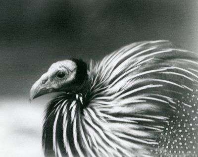 1927年在伦敦动物园的秃鹰Guineafowl 作者 弗雷德里克·威廉·邦德