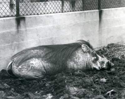 一只睡在泥里的疣猪，伦敦动物园，1927年7月（黑白照片）。 作者 弗雷德里克·威廉·邦德