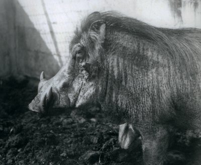 站立在泥，伦敦动物园的一个Wathog，1927年 作者 弗雷德里克·威廉·邦德