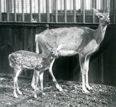 一只白尾的弗吉尼亚鹿，1927年8月在伦敦动物园小鹿 作者 弗雷德里克·威廉·邦德