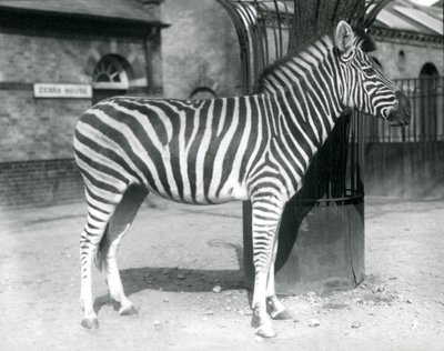 1925年，Zebra站在伦敦动物园Zebra House外围场 作者 弗雷德里克·威廉·邦德