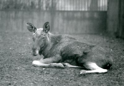 1926年1月，一头公牛ElkMoose，露出了他最近流下的鹿角的伤痕，躺在伦敦动物园 作者 弗雷德里克·威廉·邦德