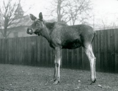 公牛ElkMoose，最近流下鹿角的伤口，站在伦敦动物园，1926年1月 作者 弗雷德里克·威廉·邦德