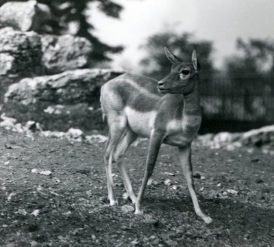 1924年在伦敦动物园的一位女性Blackbuck 作者 弗雷德里克·威廉·邦德