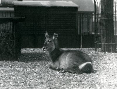一只雌性Waterbuck，Kobus ellipsiprymnus，坐在她在伦敦动物园的围场，1924年6月 作者 弗雷德里克·威廉·邦德