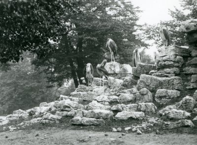A group of five Marabou Stork standing on rocks in the Antelope Paddock at London Zoo in 1928 (b/w photo) 作者 弗雷德里克·威廉·邦德