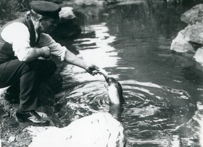 1914年6月，一名饲养员在伦敦动物园的池中喂养一只年轻的连帽海豹 作者 弗雷德里克·威廉·邦德