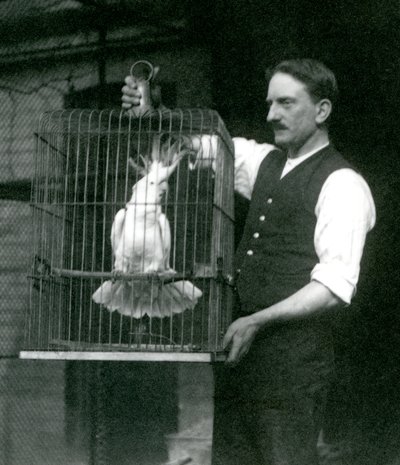 1924年10月，一名饲养员在伦敦动物园的笼子里藏着一只硫磺凤头鹦鹉玉 作者 弗雷德里克·威廉·邦德