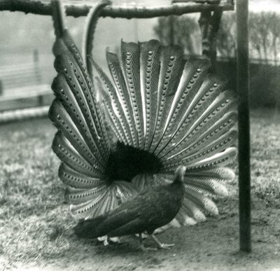 1926年1月伦敦动物园，一只男性Argus PheasantGreat Argus求爱表演，一位女性站在他身边 作者 弗雷德里克·威廉·邦德