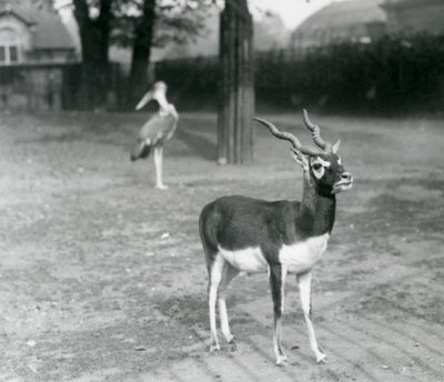A male Blackbuck or Indian Antelope standing in a paddock at London Zoo, October 1926 (b/w photo) 作者 弗雷德里克·威廉·邦德