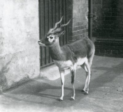 1925年6月站在伦敦动物园的男性Blackbuck 作者 弗雷德里克·威廉·邦德