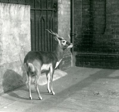 1925年6月站在伦敦动物园的男性Blackbuck 作者 弗雷德里克·威廉·邦德