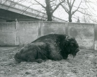 说谎在他的小牧场的草的一只公欧洲北美野牛，伦敦动物园，1927年 作者 弗雷德里克·威廉·邦德